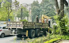 Hà Nội cắt tỉa cây xanh để hạn chế gãy, đổ mùa mưa bão
