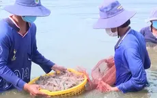 Giá tôm nguyên liệu lao dốc