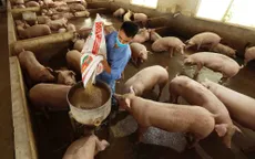 Giá lợn hơi dự báo sắp tăng trở lại