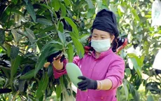 Tính toán đầu ra khi nhiều nông sản vào vụ thu hoạch