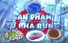 Cứ mỗi phút, thế giới mất đi một khu rừng có diện tích bằng 10 sân bóng đá