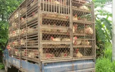 Xử lý nghiêm việc buôn bán, vận chuyển trái phép gia cầm, sản phẩm gia cầm