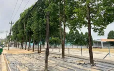 Quảng Nam: Hàng loạt cây sao đen bị chặt hạ