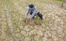 El Nino ảnh hưởng, nông dân Thái Lan được yêu cầu chỉ trồng một vụ lúa