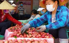Mọi điều kiện xuất khẩu vải thiều đã hoàn thành
