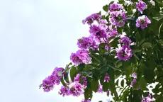 Hoa bằng lăng bung nở sắc tím ngợp trời Hà Nội