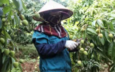 Vải thiều sớm Tân Yên sẵn sàng xuất khẩu