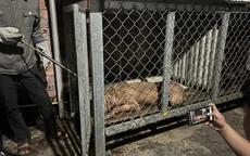 Nhiều vụ Pitbull cắn người tử vong: Sẽ có Thông tư về quản lý chó, mèo