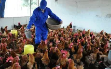 Người chăn nuôi thua lỗ nặng