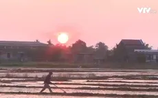 Thừa Thiên Huế: Nông dân ra đồng sáng sớm để tránh nắng