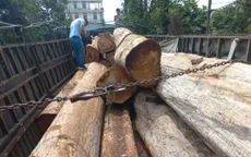 Phát hiện vụ vận chuyển gỗ lậu lớn ở vùng biên Gia Lai