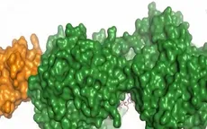 Liệu pháp tế bào gốc điều trị bệnh suy thận