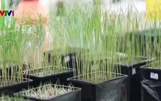 Thiết lập cơ sở dữ liệu gen lúa đầu tiên trên thế giới