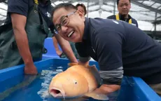 Cá koi - biểu tượng văn hóa bạc tỷ của Nhật Bản