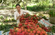 Chôm chôm rớt giá