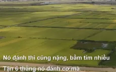 “Bảo kê” dịch vụ gặt lúa, ép giá nông dân