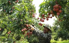 Bắc Giang xúc tiến tiêu thụ vải thiều chín sớm