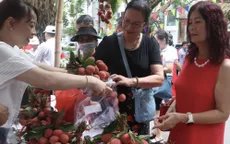 Vải lai chín sớm được mùa
