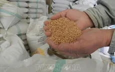 FAO: Giá lương thực thế giới tăng lần đầu tiên trong một năm qua