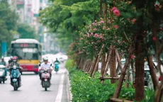Cây xanh đô thị ở Việt Nam được lựa chọn theo tiêu chí nào?