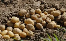 Đột phá mới trong nhân giống khoai tây lai