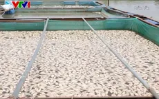 Cá chết bất thường trên sông Sêrêpốk vì nắng nóng