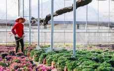 Trung Quốc hiện đại hóa ngành trồng hoa