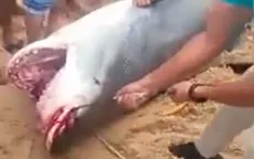 Người đàn ông Nga tử vong do bị cá mập hổ tấn công ngoài khơi Biển Đỏ của Ai Cập