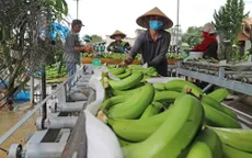 Bức tranh xuất khẩu sáng dần