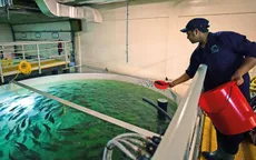 Nuôi cá trên sa mạc ở UAE