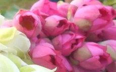 Nông dân tất bật khi mùa sen về