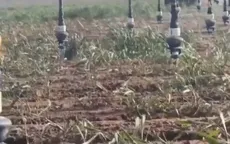 Hạn hán khiến Mỹ có vụ lúa mì tệ nhất trong 60 năm