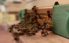 Ong chúa được biến đổi gen để thích ứng nhiệt độ cao