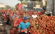 Vải thiều Bắc Giang nhộn nhịp vào chính vụ