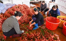 Phu vải kiếm tiền triệu mỗi ngày tại thủ phủ vải thiều