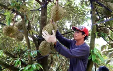 5 tháng đầu năm, xuất khẩu rau quả thu hơn 1,8 tỷ USD