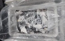 Brazil thu giữ số lượng vi cá mập bất hợp pháp lớn nhất thế giới từ trước đến nay