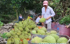 Thêm cơ hội xuất khẩu sầu riêng vào Trung Quốc