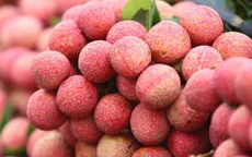Vải thiều Việt Nam có giá hơn 400.000 đồng/kg tại Anh