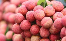 Vận chuyển vải thiều bằng máy bay tăng 200%