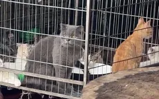 Hà Nội liệu có thể nói không với thịt chó, mèo?