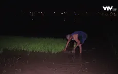 Nông dân ngoại thành Hà Nội cấy lúa đêm tránh nóng