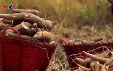 El Nino ảnh hưởng sản xuất nông nghiệp khu vực Đông Nam Á