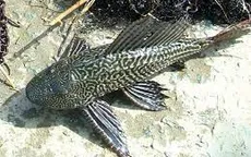 Xôn xao vụ việc bé gái ăn cá lau kính tử vong