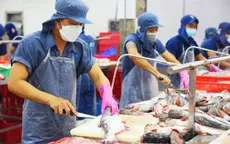 Xuất khẩu cá tra gặp khó