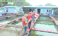 Đảo Cát Hải: Phòng chống bão số 1 với tinh thần cao nhất