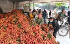 Bắc Giang thu hơn 6.800 tỷ đồng từ vụ vải thiều năm 2023