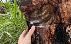Rừng thông ở Lâm Đồng tiếp tục bị bức hại