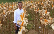 Indonesia dự trữ gạo để đối phó El Nino