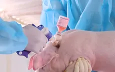 Cho phép sử dụng vaccine phòng tả lợn châu Phi trên diện rộng